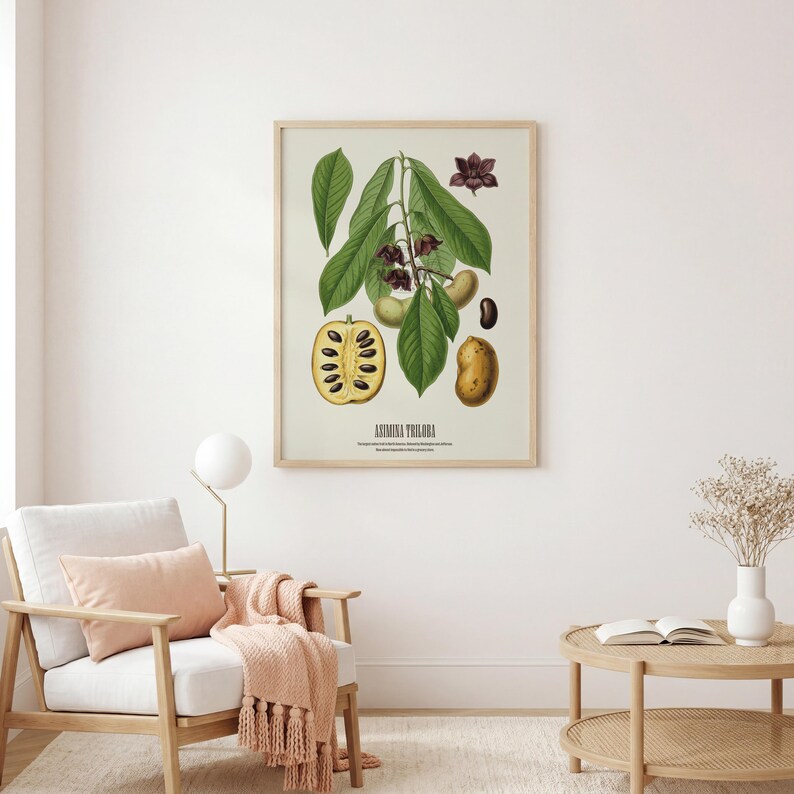 Pu&ograve; includere: Una stampa botanica incorniciata con un'illustrazione dettagliata della pianta Asimina Triloba. L'opera d'arte mostra foglie verdi, fiori viola e varie fasi del frutto, inclusa una sezione trasversale. La stampa &egrave; in una cornice di legno chiaro.