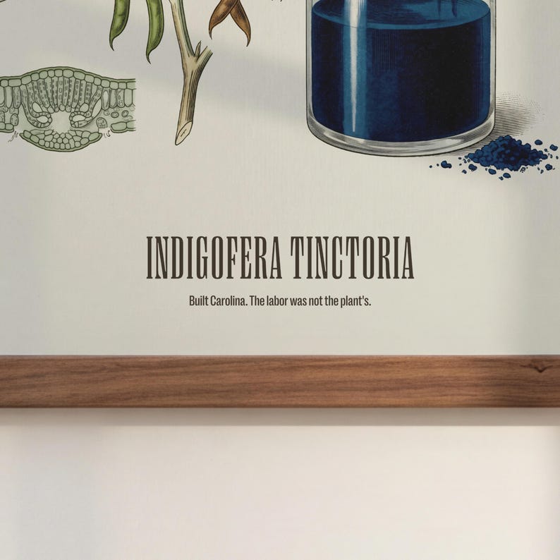 May include: A botanical print of Indigofera Tinctoria, showing plant details and a jar of indigo dye. The text reads "Indigofera Tinctoria" and "Built Carolina. The labor was not the plant's."