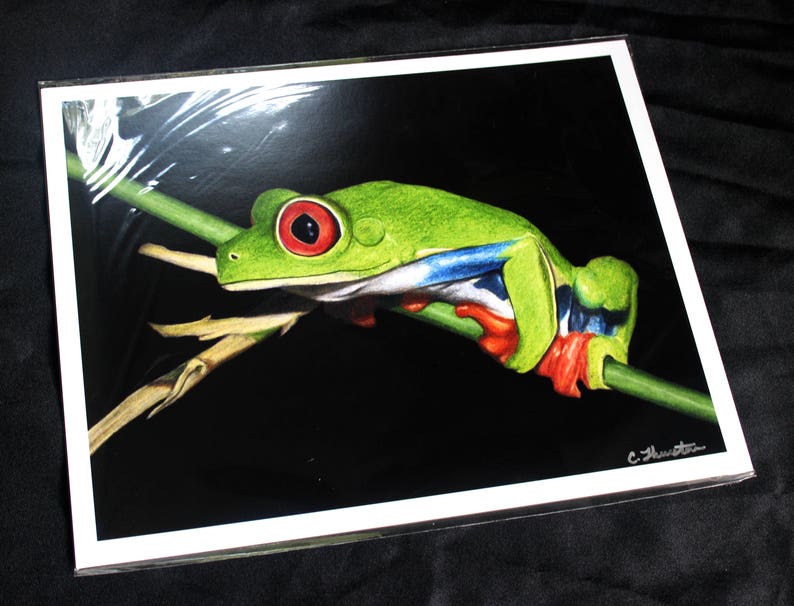 Red-Eyed Tree Frog Drawing PRINT