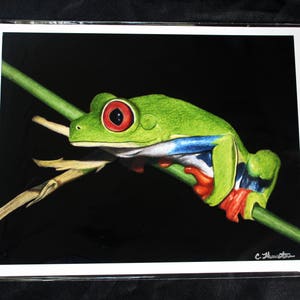 Red-Eyed Tree Frog Drawing - PRINT