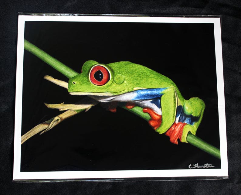 Red-Eyed Tree Frog Drawing PRINT