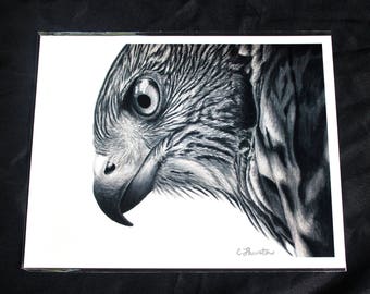 Cooper's Hawk Colored Pencil Drawing - PRINT