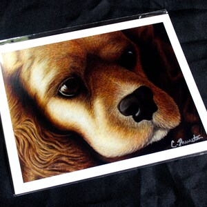 Cocker Spaniel Colored Pencil Drawing - PRINT