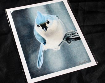 Tufted Titmouse Colored Pencil Drawing - PRINT