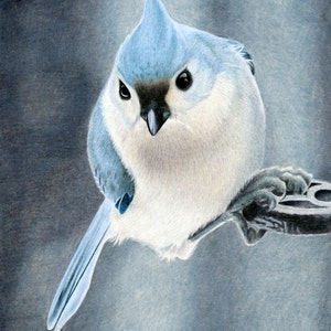 Tufted Titmouse Wildlife Art Metal Print, Wall Art, Drawing, Painting, Colored Pencil Art image 2