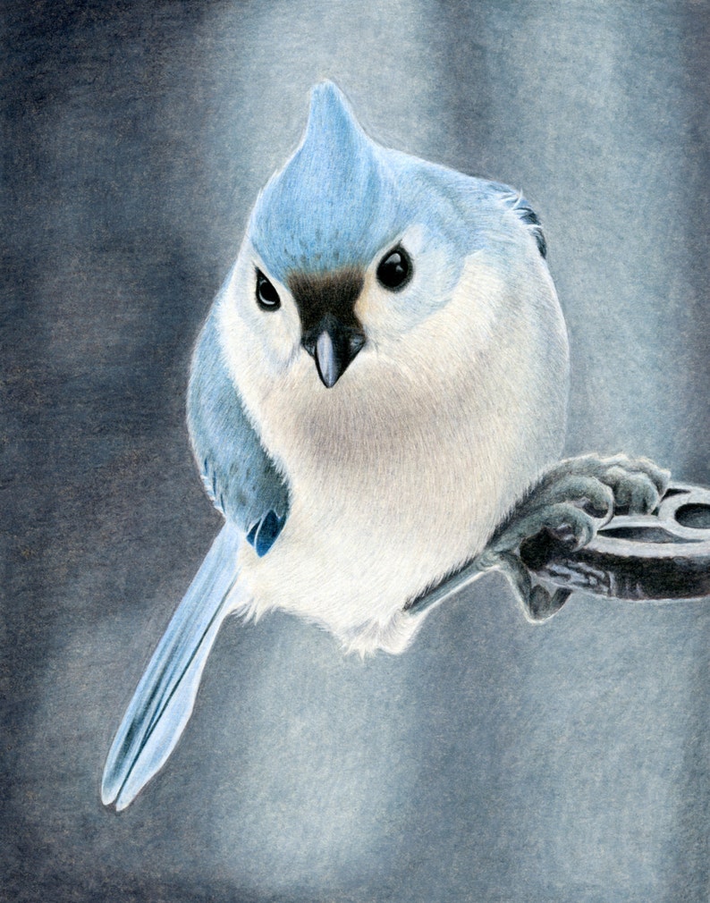 Tufted Titmouse Wildlife Art Metal Print, Wall Art, Drawing, Painting, Colored Pencil Art image 2