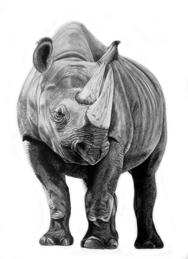 Изображения носорога. Носорог. Носорог рисунок. Носорог анфас. Носорог зарисовка.