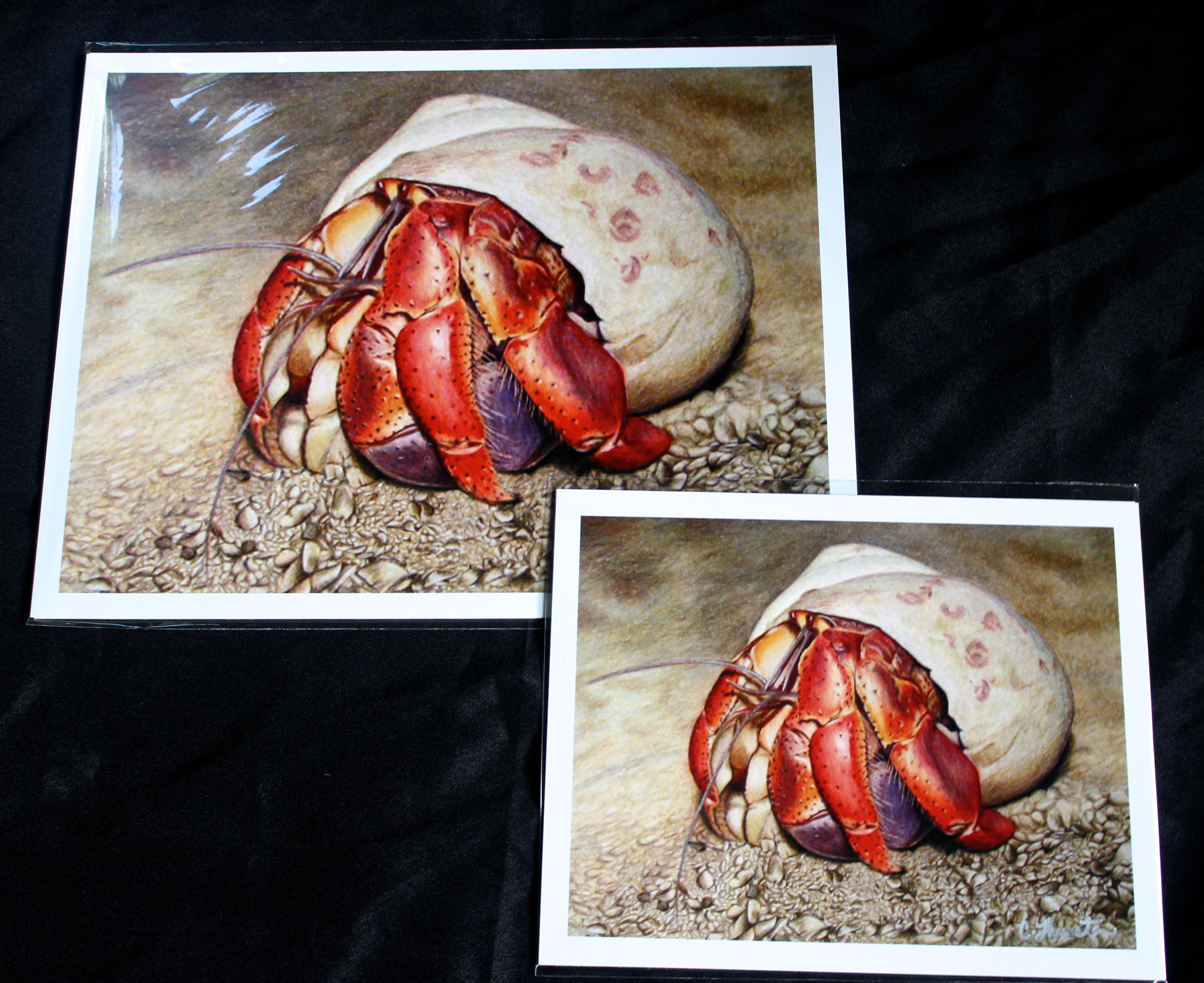 Hermit Crab Colored Pencil Drawing PRINT Etsy
