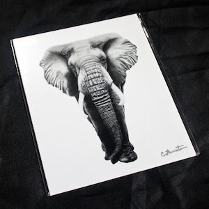 African Elephant Drawing - PRINT