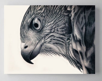 Cooper&#39;s Hawk Bird Art, Metal Print Wall Art, Colored Pencil Drawing, Wildlife Artwork,