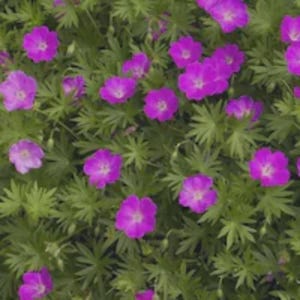 May include: A dense cluster of vibrant magenta flowers with five rounded petals and white centers, interspersed among numerous deeply lobed, bright green leaves. The small blossoms are evenly distributed across the foliage, creating a lush texture.