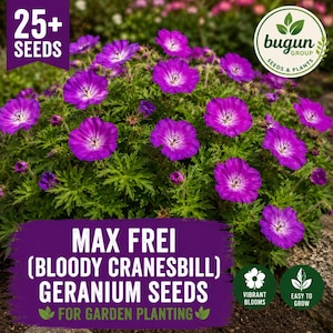May include: A cluster of vibrant purple Max Frei Bloody Cranesbill geranium flowers with five petals and white centers, surrounded by green foliage. The image includes text stating 25+ SEEDS, bugun GROUP, and MAX FREI (BLOODY CRANESBILL) GERANIUM SEEDS.