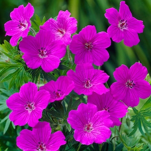 May include: A close-up of several magenta flowers, each with five petals and a central cluster of stamens. The flowers are set against a backdrop of green leaves. The image is well-focused, showing the details of the blooms and foliage.