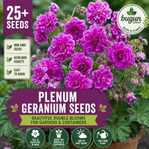 Puede incluir: Un paquete de semillas de geranio Plenum con flores dobles de color magenta vibrante y follaje verde. El empaque indica 25+ semillas, sin OGM, variedad tradicional y fácil de cultivar, con iconos para flores, macetas y exposición solar.