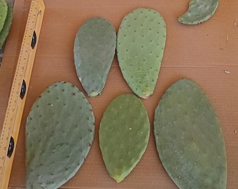 Spineless Prickly Pear Cactus Pads | Fresh Opuntia Ficus-Indica Cutting | Edible Nopal Cacti Pad for Propagating, Arid Landscape Xeriscape