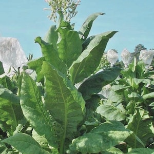 coles ryo tobacco RYO coles ryo tobacco RYO
