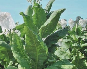Virginia Gold Tobacco (Nicotiana Tabacum) Heirloom Gelbblatt Tabak Garten 1000 Samen