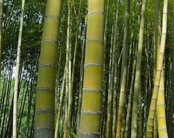 Moso King Bamboo (Phyllostachys edulis) - Riesige winterharte Bambuspflanze 60+ Samen