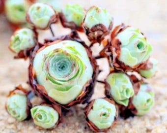 Aeonium Greenovia Aurea - Bergrosen-Sukkulente für Drinnen & Draußen, 15 Samen