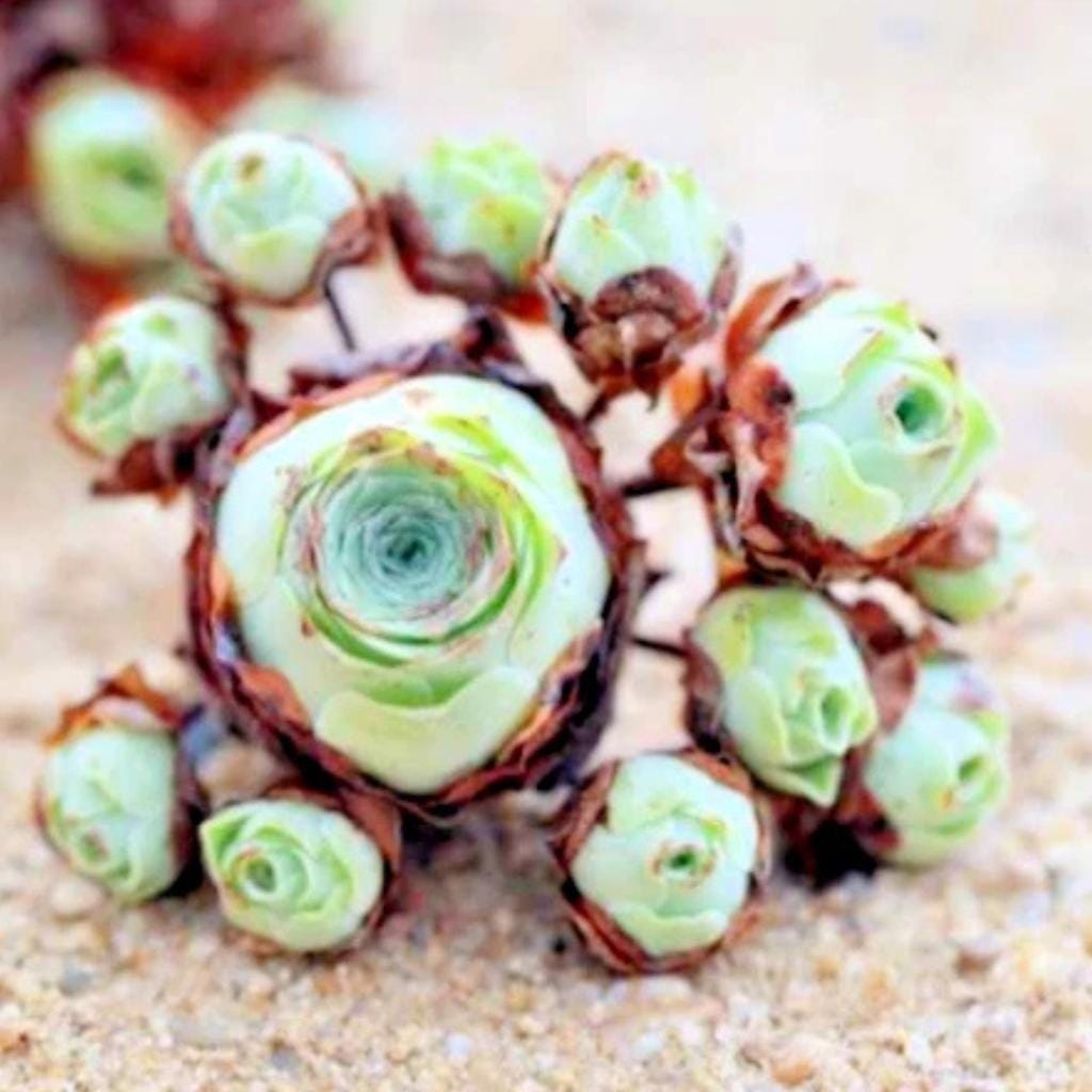 Aeonium mountain rose plant - Etsy 日本