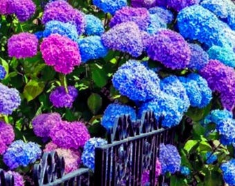 Hortensie blau pink violett selten Blumenstrauch Gartenpflanze Zierstrauch 20 Samen