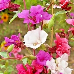 Clarkia Blume Jährliche Gartenblumen Helle Mischfarben 1000+ Samen