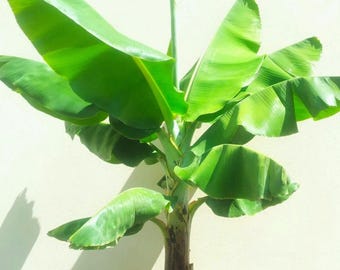 Zwerg Cavendish Banane - Musa Bananenpflanze für Tropischen Garten 10 Samen