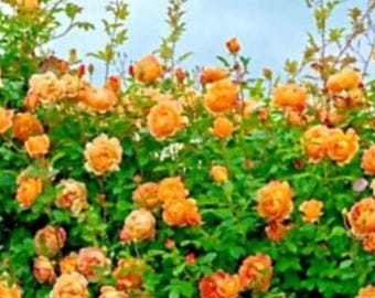 Rose zum Bepflanzen - Mixed Rose Blumengarten 5 Samen