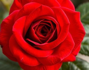 Rote Kletterrose - Heirloom Non-GMO Rose Blume für die Gartenpflanzung 20 Samen