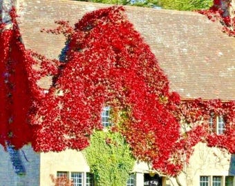 Virginia Creeper - 10 Samen, mehrjährige Kletterpflanze für Mauer & Zaun
