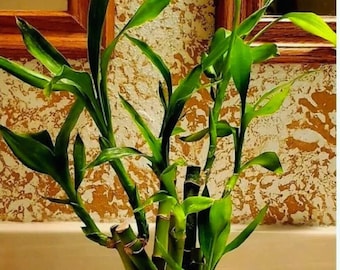 Glückliche Bambuspflanze - Feng Shui inspirierte Zimmerpflanze für Zuhause & Geschenk, das 7 Samen
