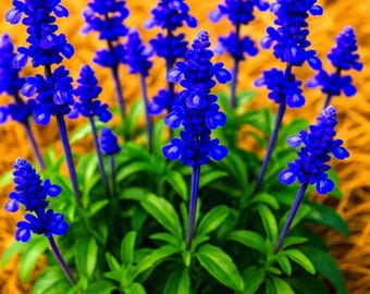 Blauer Salbei Staudenkraut Heirloom Gartensalbei Bestäuber Freundliche Pflanze 200+ Samen