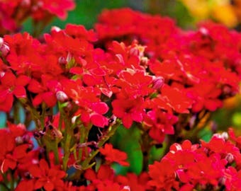 Rotes Alyssum - Süße Alyssum-Teppichblume für Gartengrenzen und Bodendecker 25 Samen