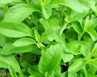 Stevia Sweetleaf (Stevia rebaudiana) Naturalna roślina cukrowa do uprawy w ogrodzie, 250 nasion