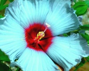 Hibiscus Moscheutos - Blaue und rote Rose von Sharon Flower für die Bepflanzung des Gartens, 10 Samen