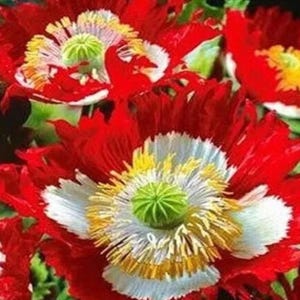 Puede incluir: Flores de amapola de color rojo vibrante con pétalos ondulados, una base blanca distintiva y un anillo de estambres amarillo brillante que rodea una prominente cápsula de semillas central de color verde claro y textura delicada.
