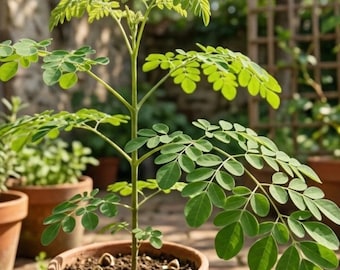 Moringa Drumstick Baum Mehrjährige Gartenpflanzensamen für den Hausbalkon 100 Samen Wachsende 100 Samen