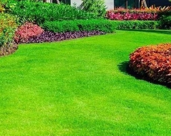 Smaragd Zoysia Gras - Rasengras für die warme Jahreszeit für Garten- und Landschaftsbau 100 Samen