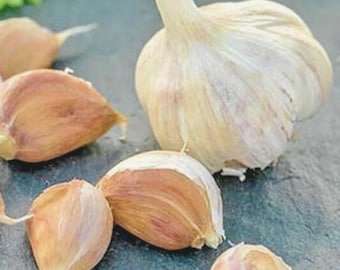 Deutscher Knoblauch (Allium sativum) - Non-GMO Knoblauchpflanzmittel für den Hausgarten 50 Samen
