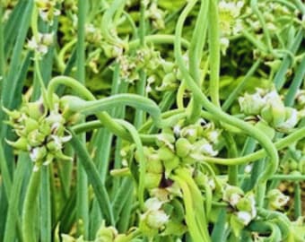 Ägyptische Gehende Zwiebel-Top-Sets Mehrjährige Multiplikatorbaum-Zwiebelgarten 100 Samen