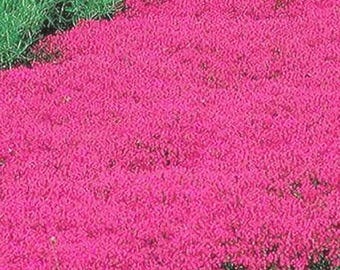 Schleichender Thymianrot - Duftig Wachsende mehrjährige Bodendeckerkraut Non-GMO Garden 500 Samen