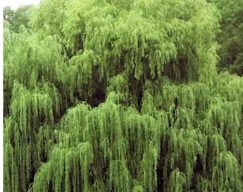 Goldene Trauerweide (Salix babylonica) Zierbaum 5 Samen
