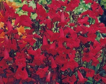 Penstemon Eaton's Red Kolibri Perennial Beardtongue -Non-GMO Blumengarten 200 Samen