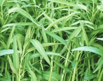 Wasserspinat (Rau Muong / Ong Choy) - Biologisch Non-GMO Gemüse für den Hausgarten 100+ Samen