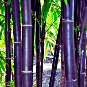 Timor Black Bamboo – Klumpande bambuväxt för trädgårdslandskap 50 frön