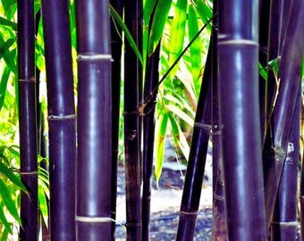 Timor Black Bamboo - klumpender Bambus Sichtschutz für die Garten-Landschaftsgestaltung 50 Samen