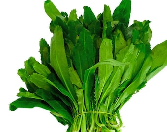 Cilantro (Koriander) - Frische Gartenkräuter zum Kochen & Hausgarten 200Samen