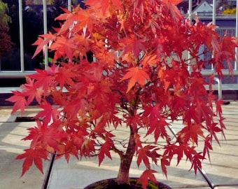 Fächerahorn - Acer palmatum Bonsai-Baumsamen für Innen- und Außenpflanzen 10 Samen