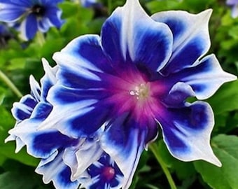 "Mormone Glory - Farbige Kletterblume zum ""Gartenpflanzen"" 100 Samen."