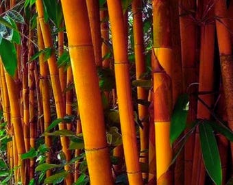 Oranger Bambus - Exotischer Klumpenbambus Sichtschutz Gartenpflanze 50 Samen